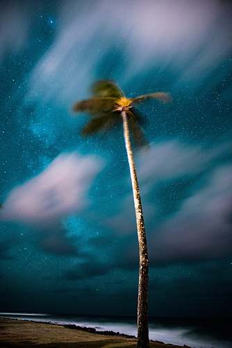 waimea shallow focus photography of coconut tree blue